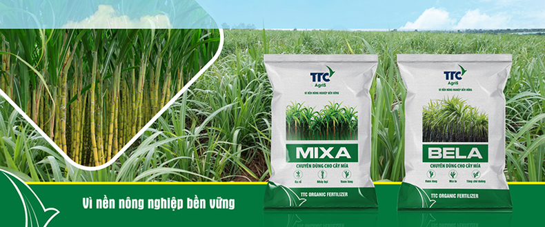 TTC Agris cùng nông dân hứng khởi bắt đầu vụ thu hoạch mía 2023-2024 ảnh 2