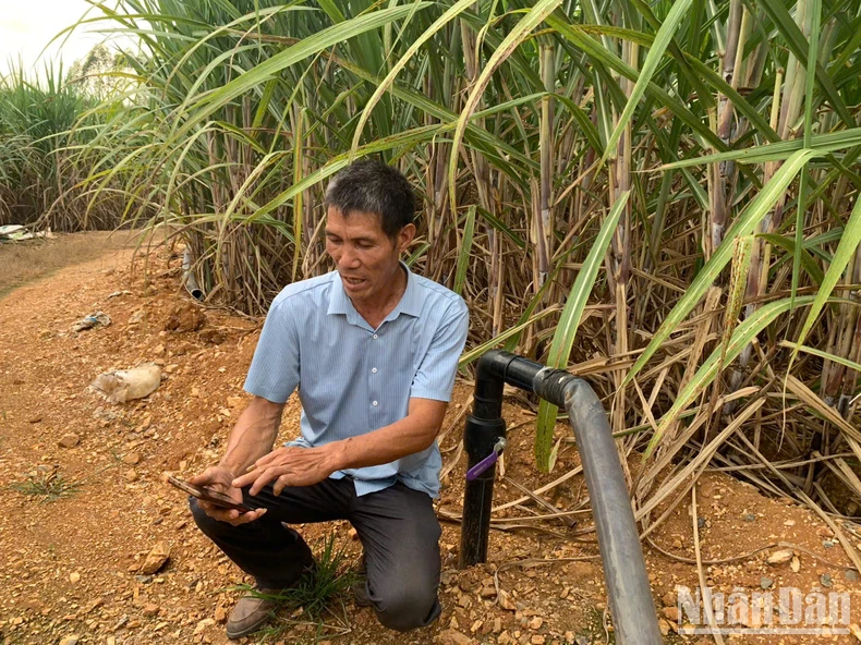 Ông Phùng Uy đang vận hành hệ thống tưới tiêu thông minh sử dụng phân bón hữu cơ từ chất thải của trang trại chăn nuôi.