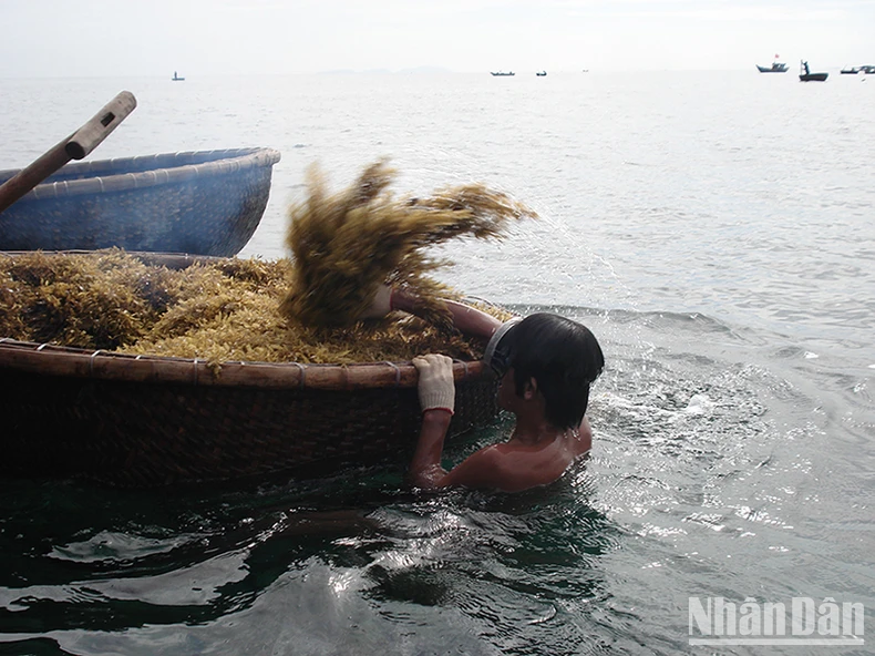 Tình trạng khai thác rong mơ theo kiểu 