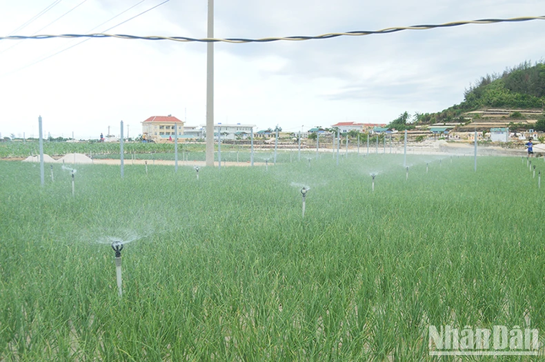 Kinh tế số “chìa khóa” phát triển bền vững nông nghiệp Quảng Ngãi ảnh 2
