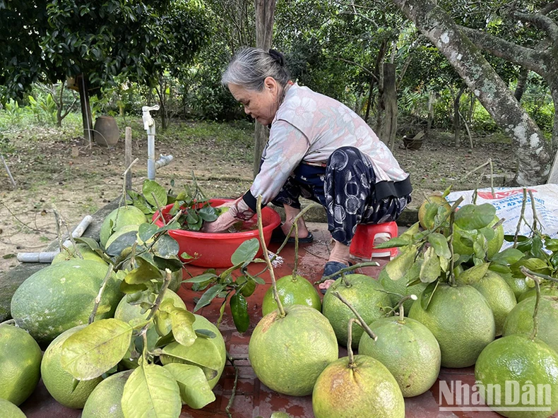 Quảng Ngãi xây dựng cánh đồng mẫu lớn đạt giá trị sau thu hoạch trên 100 triệu đồng/ha/năm ảnh 1