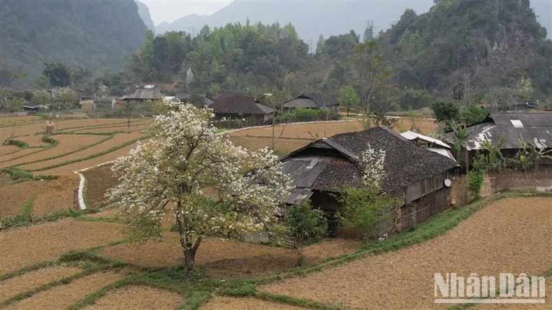 Ấn tượng Ngày hội văn hóa dân tộc H'Mông - Mùa hoa lê, huyện Bảo Lạc, tỉnh Cao Bằng ảnh 1