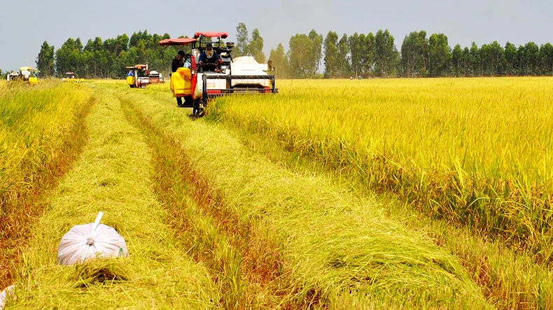 View - Triển vọng tăng trưởng xuất khẩu gạo