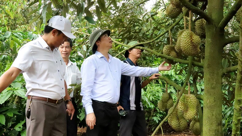 Mở rộng không gian cho nông sản Tây Nguyên ảnh 1