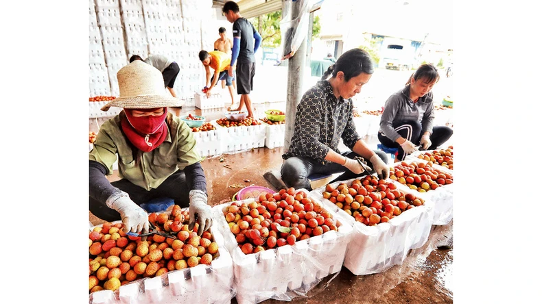 Một mùa vải được giá ảnh 2