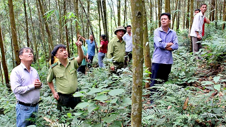 Rừng ở Tuyên Quang được cấp mã số vùng trồng giúp minh bạch hóa lâm sản xuất khẩu ảnh 1