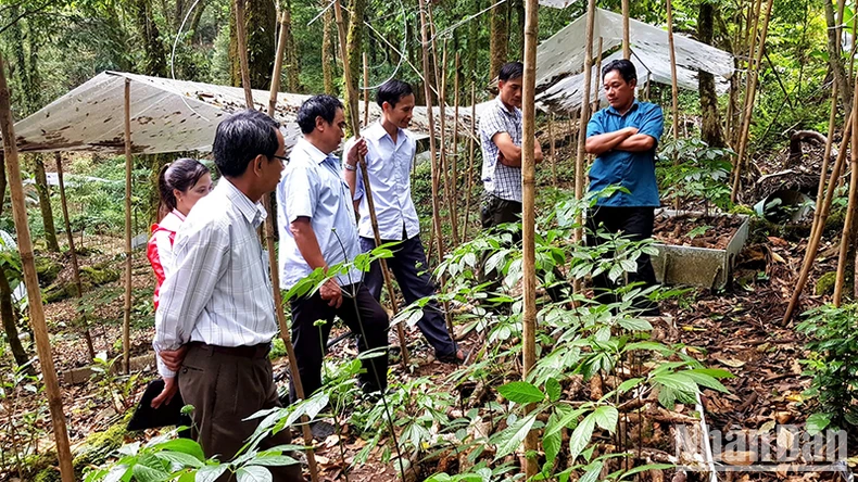 Làm giàu trên đỉnh Ngọc Linh ảnh 1