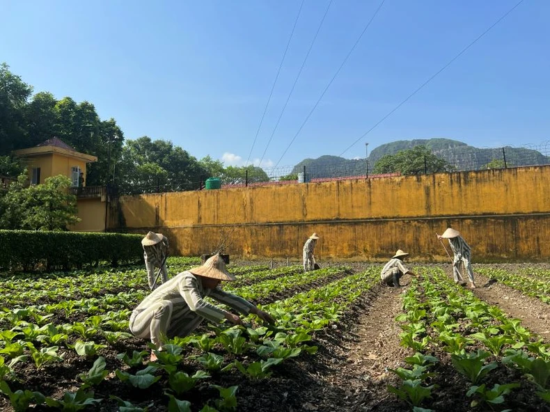 Các phạm nhân đủ điều kiện đề nghị đặc xá tiếp tục lao động chờ ngày nhận quyết định đặc xá.