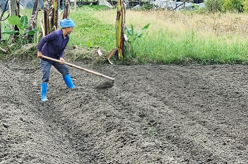 Tích tụ, tập trung đất, sản xuất nông nghiệp quy mô lớn, công nghệ cao ở Thanh Hóa ảnh 4