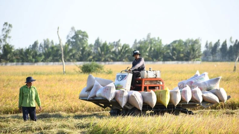 Tăng cường liên kết trong sản xuất, tiêu thụ lúa gạo ảnh 1