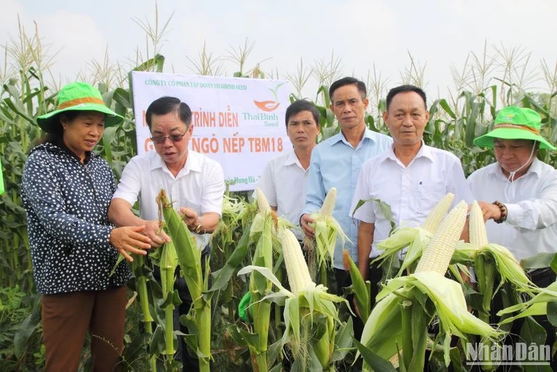 Tập đoàn ThaiBinh Seed phát triển nhiều giống cây trồng cho năng suất, chất lượng cao ảnh 3