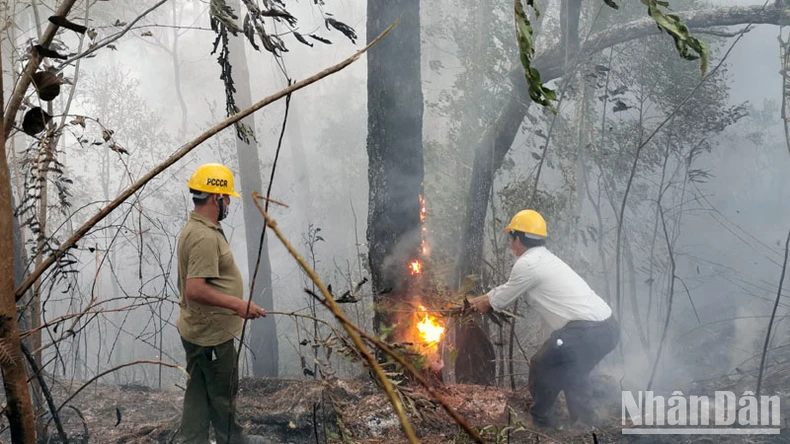Cháy tại khu rừng thông lớn thuộc khu du lịch quốc gia hồ Tuyền Lâm ảnh 3