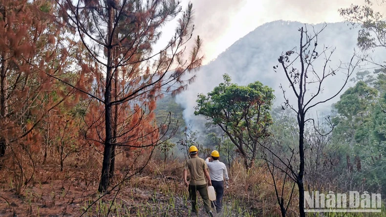 Cháy tại khu rừng thông lớn thuộc khu du lịch quốc gia hồ Tuyền Lâm ảnh 8