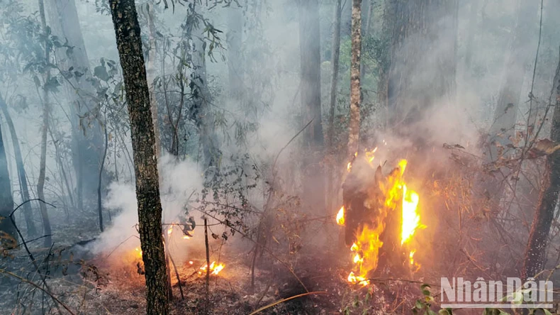 Cháy tại khu rừng thông lớn thuộc khu du lịch quốc gia hồ Tuyền Lâm ảnh 6