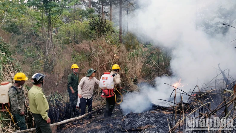 Cháy tại khu rừng thông lớn thuộc khu du lịch quốc gia hồ Tuyền Lâm ảnh 7