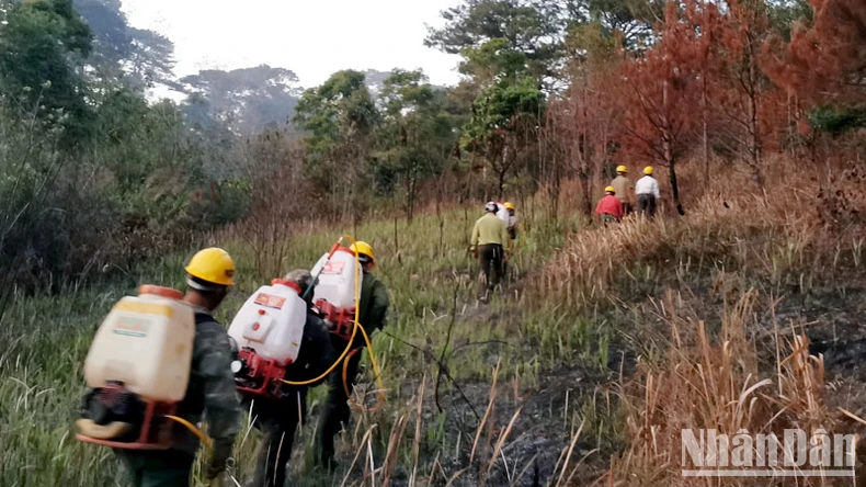 Cháy tại khu rừng thông lớn thuộc khu du lịch quốc gia hồ Tuyền Lâm ảnh 9