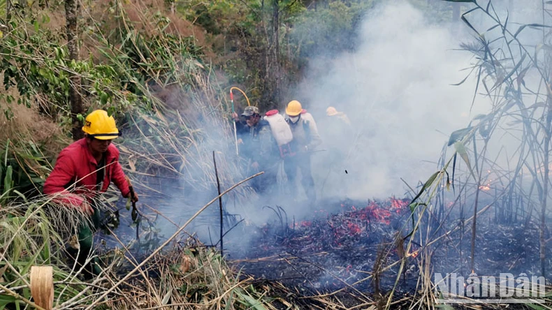 Cháy tại khu rừng thông lớn thuộc khu du lịch quốc gia hồ Tuyền Lâm ảnh 1