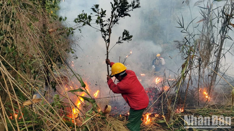 Cháy tại khu rừng thông lớn thuộc khu du lịch quốc gia hồ Tuyền Lâm ảnh 5