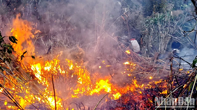 Cháy tại khu rừng thông lớn thuộc khu du lịch quốc gia hồ Tuyền Lâm ảnh 4