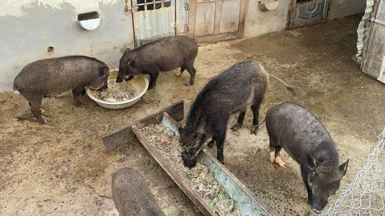 Lâm Đồng chỉ đạo xử lý dứt điểm ổ dịch tả lợn châu Phi tại huyện Lạc Dương ảnh 1