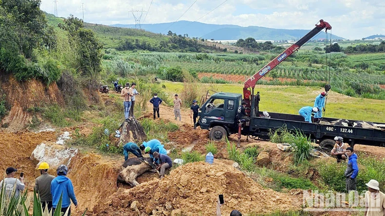 Khẩn trương hoàn thiện phác đồ điều trị chính thức cho bò sữa bị bệnh tại Lâm Đồng ảnh 5