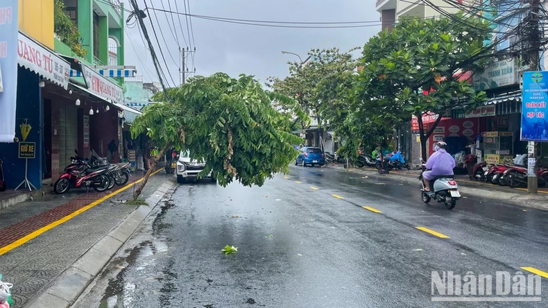 Sức gió áp thấp nhiệt đới quật đổ nhiều cây xanh tại Đà Nẵng ảnh 9