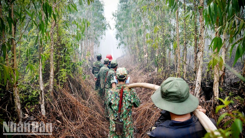 Kiên Giang: Vụ cháy rừng ở huyện Giang Thành thiệt hại khoảng 371ha ảnh 1