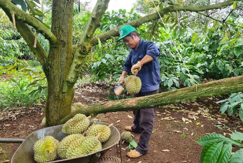 Cần kiểm soát chặt chất lượng rau quả xuất khẩu ảnh 1