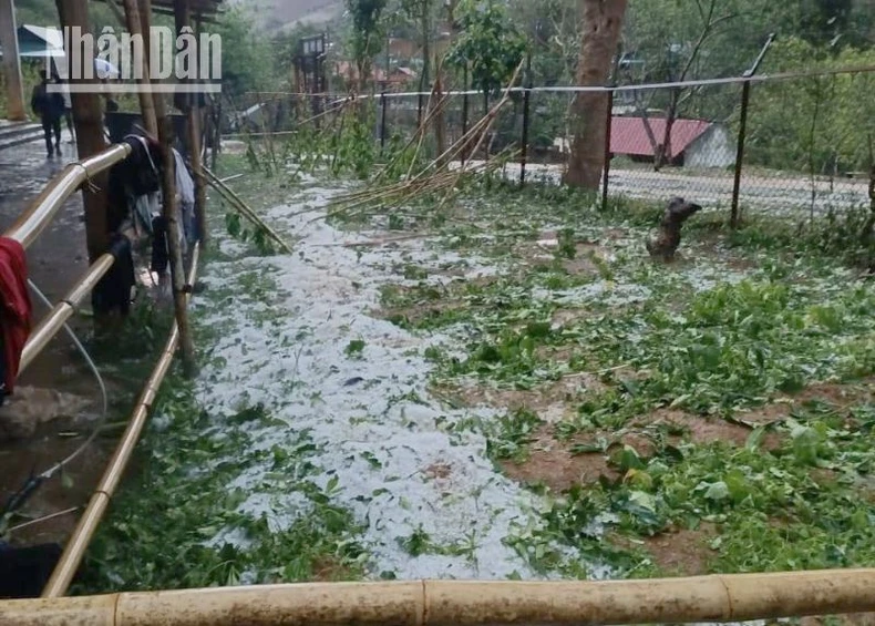 Mưa đá, gió lốc ở Sơn La gây nhiều thiệt hại về nhà cửa, hoa màu ảnh 1