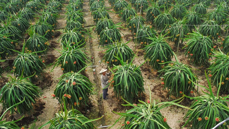 Để cây thanh long Tiền Giang phát triển bền vững ảnh 3