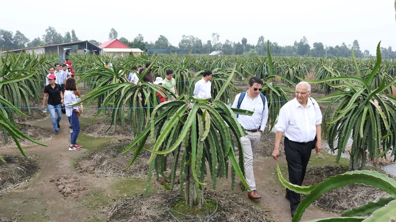 Để cây thanh long Tiền Giang phát triển bền vững ảnh 4