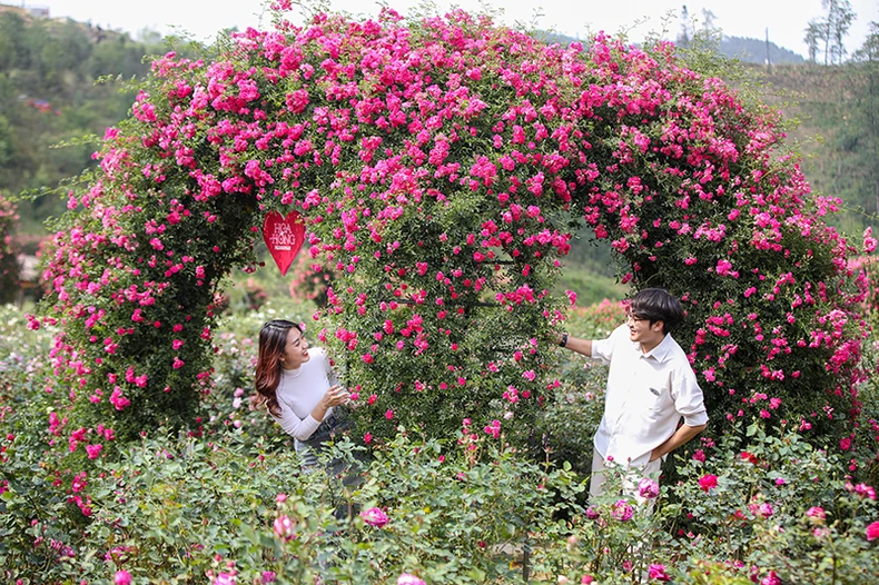 Sa Pa tổ chức Lễ hội Hoa hồng Fansipan quy mô kéo dài hơn 2 tháng ảnh 1