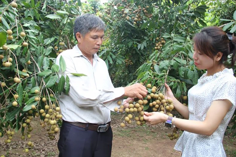 Hưng Yên đẩy mạnh xúc tiến thương mại mở rộng thị trường tiêu thụ nhãn ảnh 2