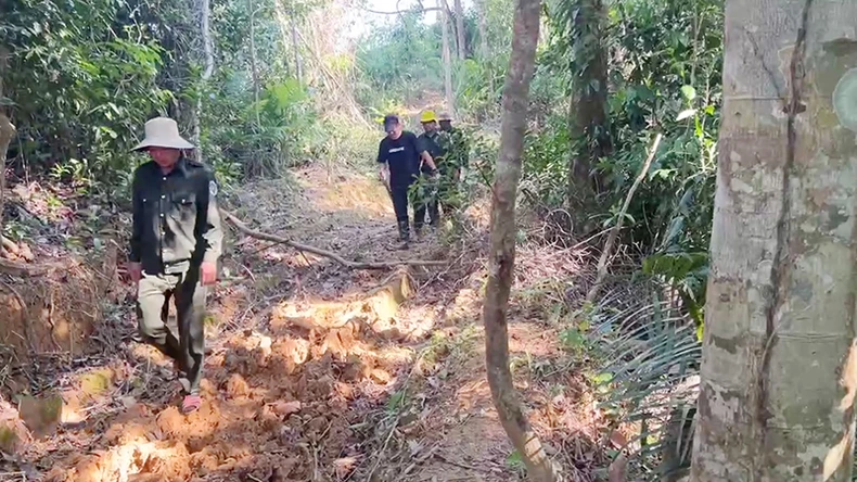 Điều tra, xử lý nghiêm vụ phá rừng làm đường dây tải điện tại Quảng Nam ảnh 1