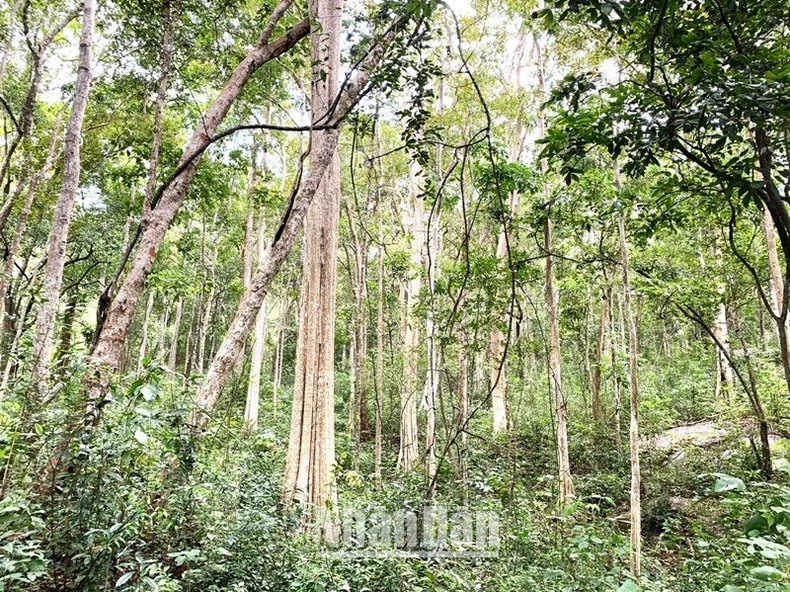 Trong 5 năm Đắk Lắk giảm 68.585 rừng ảnh 3