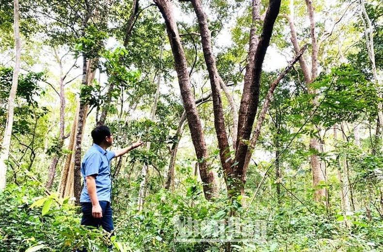 Trong 5 năm Đắk Lắk giảm 68.585 rừng ảnh 2
