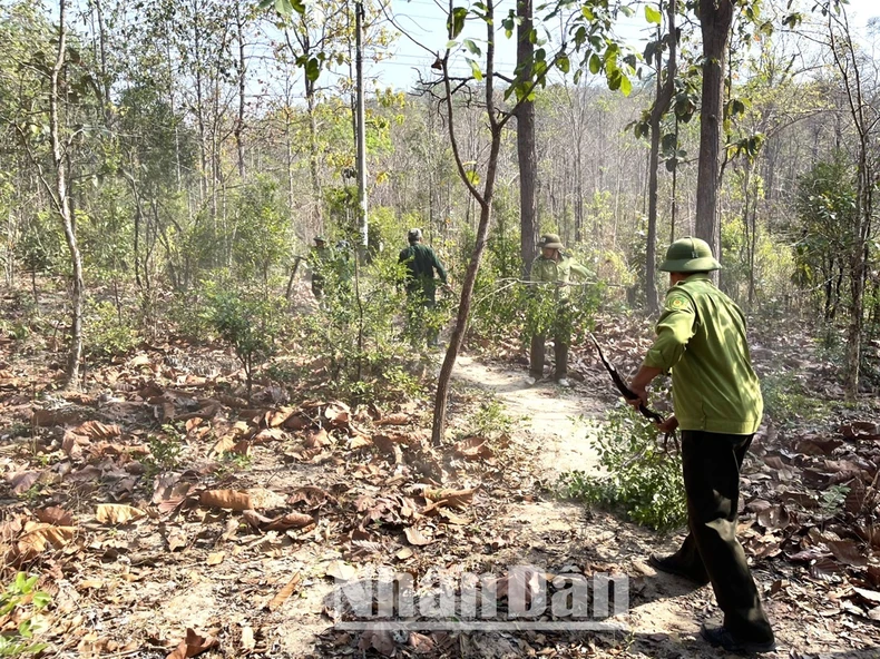 [Ảnh] Chủ động phòng cháy, chữa cháy rừng khộp duy nhất ở Việt Nam ảnh 12