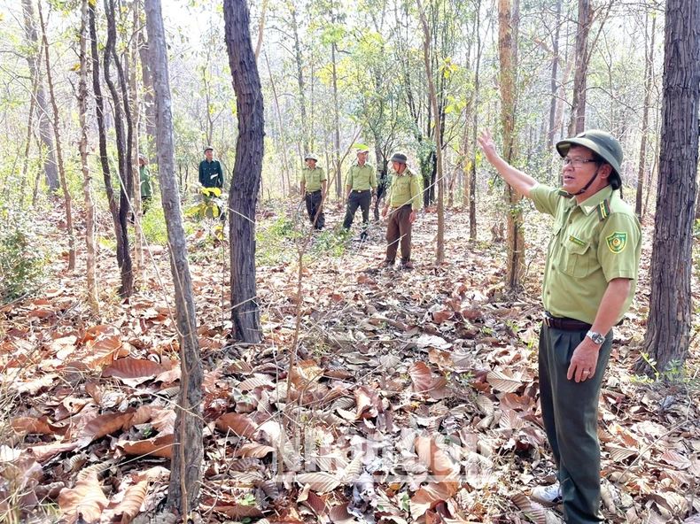 [Ảnh] Chủ động phòng cháy, chữa cháy rừng khộp duy nhất ở Việt Nam ảnh 11