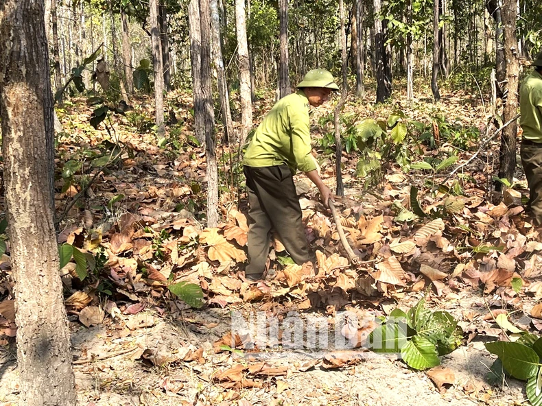 [Ảnh] Chủ động phòng cháy, chữa cháy rừng khộp duy nhất ở Việt Nam ảnh 8