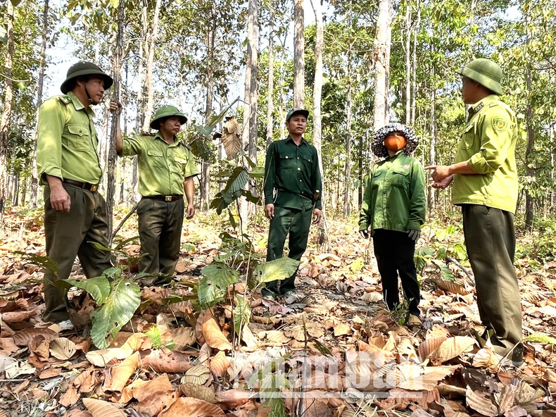 [Ảnh] Chủ động phòng cháy, chữa cháy rừng khộp duy nhất ở Việt Nam ảnh 6