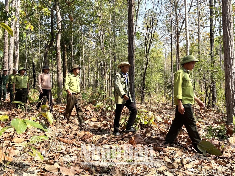 [Ảnh] Chủ động phòng cháy, chữa cháy rừng khộp duy nhất ở Việt Nam ảnh 5