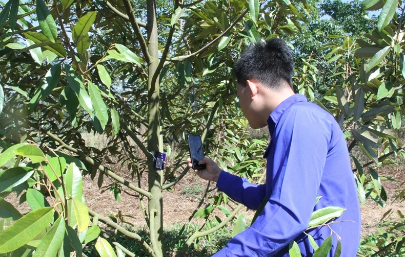 Trung ương Đoàn số hóa gần 10.000 cây sầu riêng ở Đắk Lắk ảnh 2