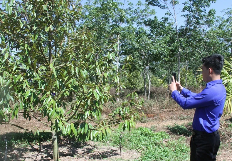 Trung ương Đoàn số hóa gần 10.000 cây sầu riêng ở Đắk Lắk ảnh 1