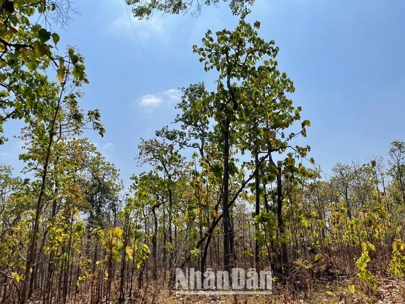 Suy giảm hàng trăm ha rừng tại Trung tâm Bảo tồn voi, cứu hộ động vật và Quản lý bảo vệ rừng tỉnh Đắk Lắk ảnh 6
