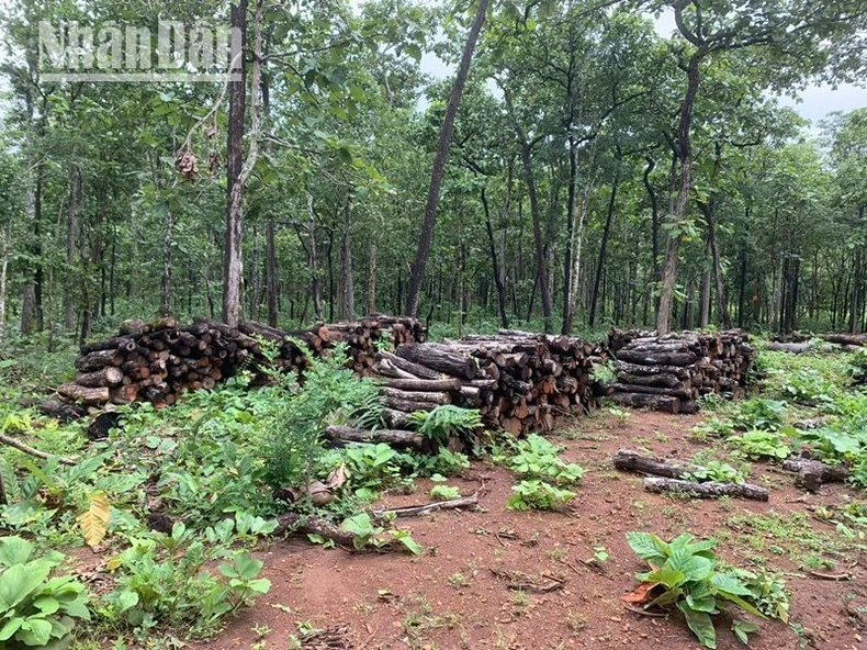 Suy giảm hàng trăm ha rừng tại Trung tâm Bảo tồn voi, cứu hộ động vật và Quản lý bảo vệ rừng tỉnh Đắk Lắk ảnh 1