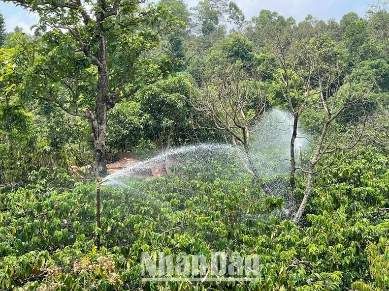 Hàng nghìn ha cây trồng ở Đắk Lắk đang đối mặt với khô hạn nặng ảnh 12