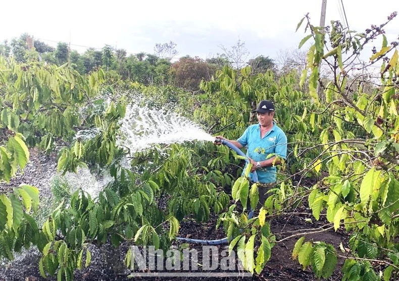 Hàng nghìn ha cây trồng ở Đắk Lắk đang đối mặt với khô hạn nặng ảnh 11