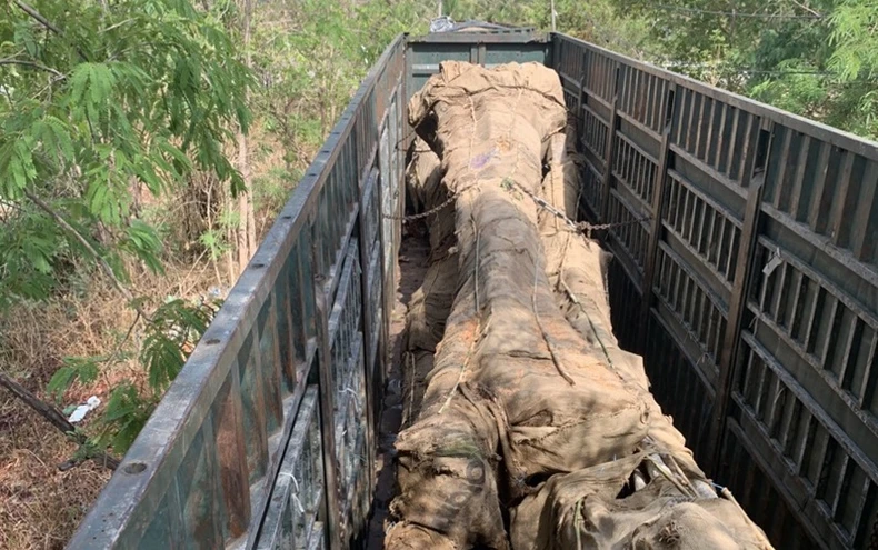 Điều tra làm rõ 2 xe ô-tô vận chuyển 8 cây bằng lăng còn nguyên gốc ở khu vực biên giới tỉnh Đắk Lắk ảnh 3