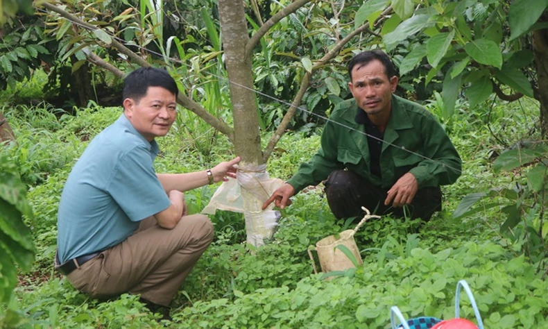 Khẩn trương điều tra, xử lý nghiêm các đối tượng phá hoại vườn sầu riêng ở Đắk Lắk ảnh 3