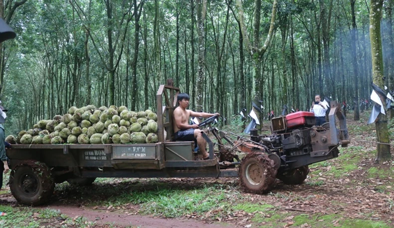 Khẩn trương điều tra, xử lý nghiêm các đối tượng phá hoại vườn sầu riêng ở Đắk Lắk ảnh 4